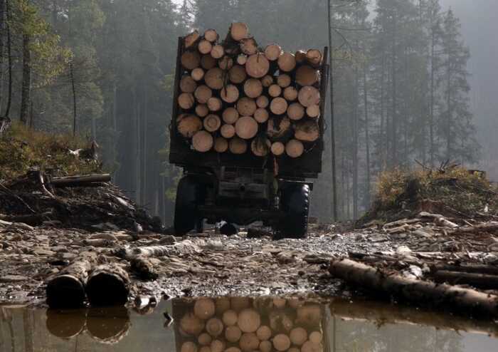 ДБР повідомило про підозру ексочільникам військового лісгоспу з Дніпропетровщини за незаконну вирубку лісу